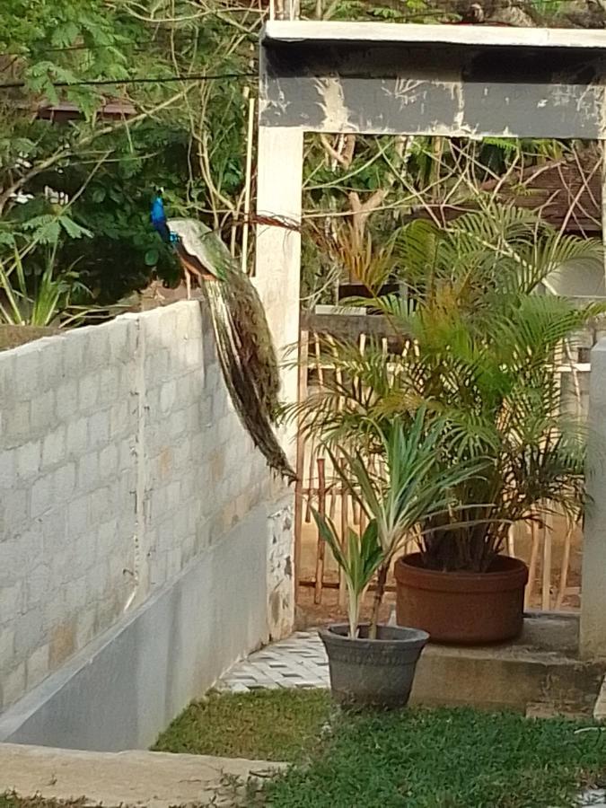 Bed and Breakfast Peacock Garden Тангалле Екстер'єр фото