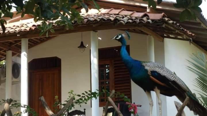 Bed and Breakfast Peacock Garden Тангалле Екстер'єр фото
